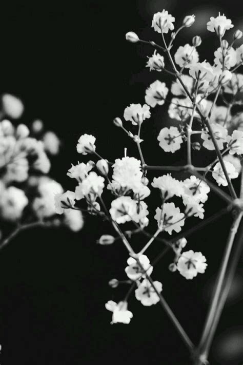 Sign in | Black and white flowers, Black and white aesthetic, White ...