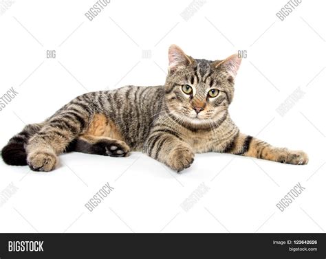 Tabby Cat Laying Down Image & Photo (Free Trial) | Bigstock