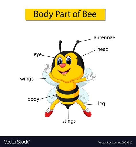 illustration of Diagram showing body part of bee. Download a Free ...