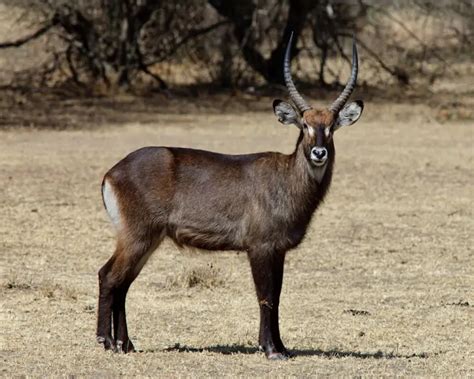 Waterbuck - Facts, Diet, Habitat & Pictures on Animalia.bio