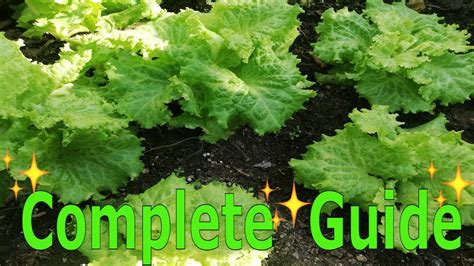 Growing Lettuce Seeds and harvesting - YouTube