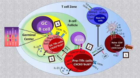 Frontiers | Insights Into the Molecular Mechanisms of T Follicular Helper-Mediated Immunity and ...