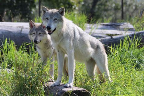 Alaska Wildlife Conservation Center – Girdwood (Alyeska), Alaska