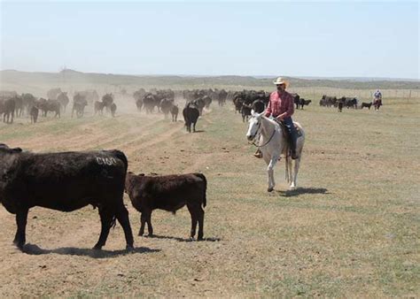 Gardiner Angus Ranch : GAR Remuda : Roping