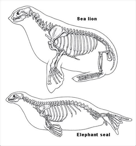 Earthguide: Elephant Seals | Animal skeletons, Animal skulls, Animal bones