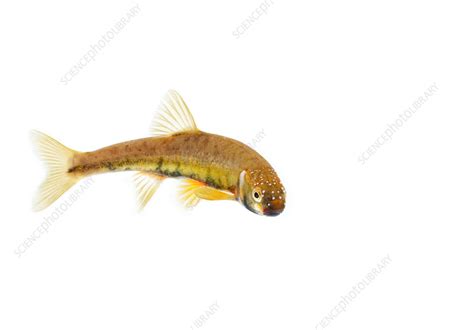 Male Minnow in breeding colours - Stock Image - C041/7800 - Science Photo Library