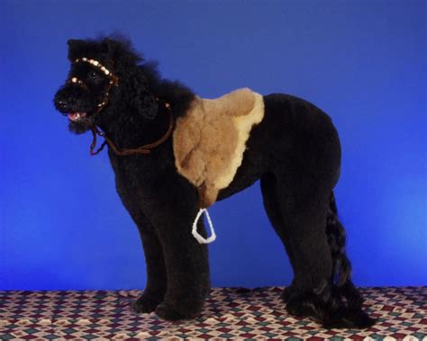 My Funny: Unique Poodle Haircuts | Pictures