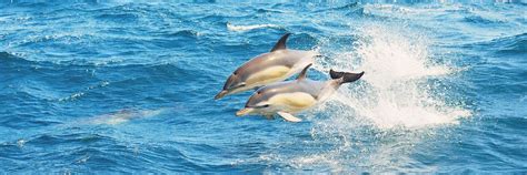 Dolphin Predators: These 6 Animals Kill and Eat Dolphins - A-Z Animals