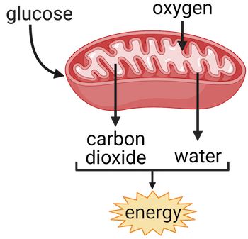 Mitochondria Diagram Labeled Cellular Respiration