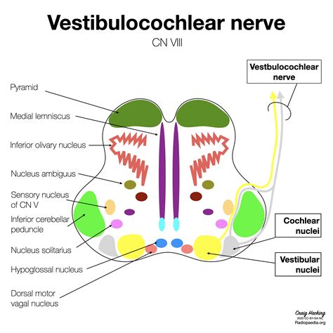 Upper medulla anatomy - CN VIII (diagram) | Image | Radiopaedia.org