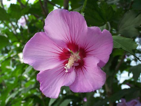 Rose of Sharon-South Korea National Flower | Wallpapers9