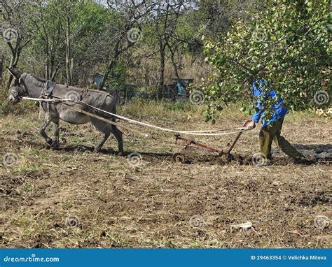 Donkey Work Hard in the Garden Stock Photo - Image of work, hard: 29463354