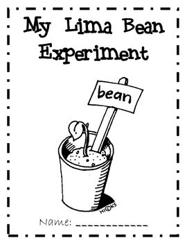 Lima Bean Germination Experiment by Jacobs Teaching Resources | TPT