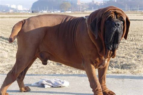 Korean Mastiff Dog Breed Information, Images, Characteristics, Health