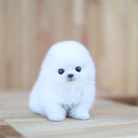 Micro-Lightning-White-Pomeranian - MICROTEACUPS