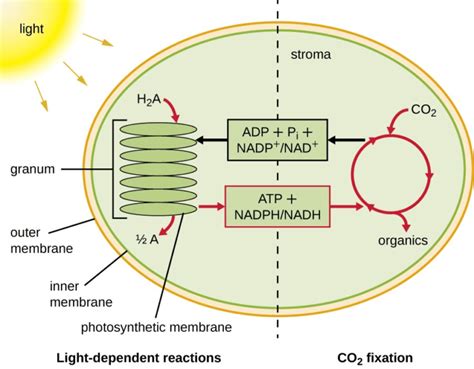 Carbon Fixation Diagram