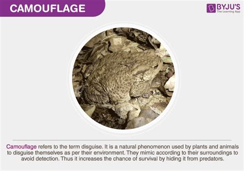 What is Camouflage? - Definition, Camouflage Animals, Examples