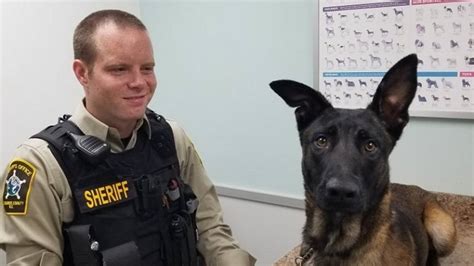 North Carolina sheriff’s K9 spooked by fireworks found safe | Raleigh ...