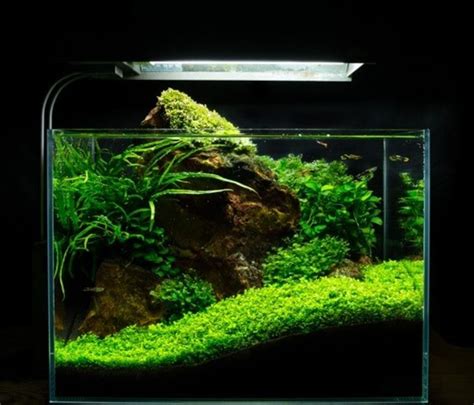 21 Mini Aquascaping Ideas: Easy Guide with Aquascaping Kits