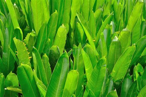 Bird of paradise leaves stock photo. Image of tropical - 21471580