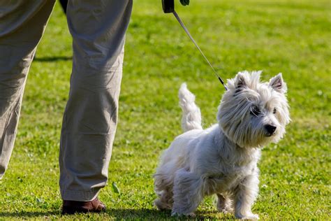 Top 4 Westie Haircut Styles | The Dog People by Rover.com