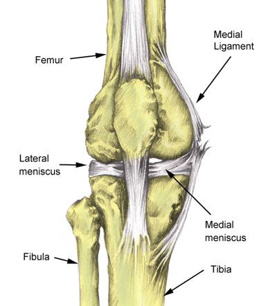 Lateral Meniscus Tear - Symptoms, Causes, Treatment & Rehabilitation | Organic Articles