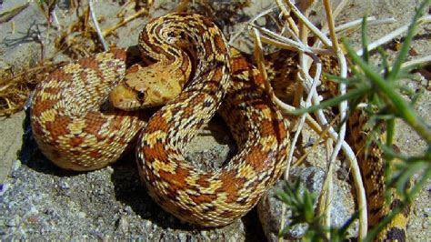 Gopher Snake - Grand Canyon National Park (U.S. National Park Service)