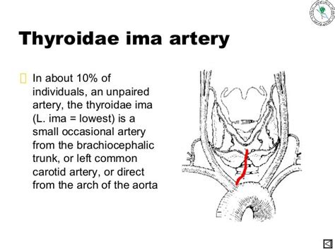 anatomy of Thyroid gland