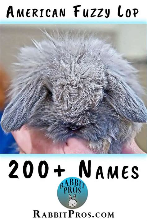 American Fuzzy Lop Rabbit Name Ideas List + 10 You Never Thought Of