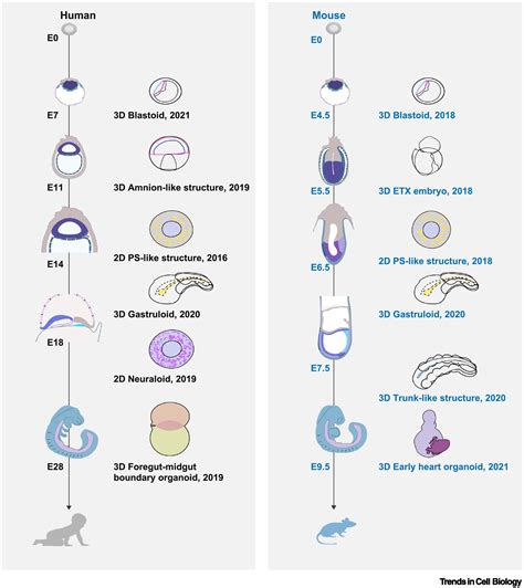 Human embryonic development: from peri-implantation to gastrulation ...