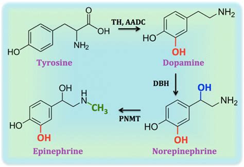 Norepinephrine Synthesis