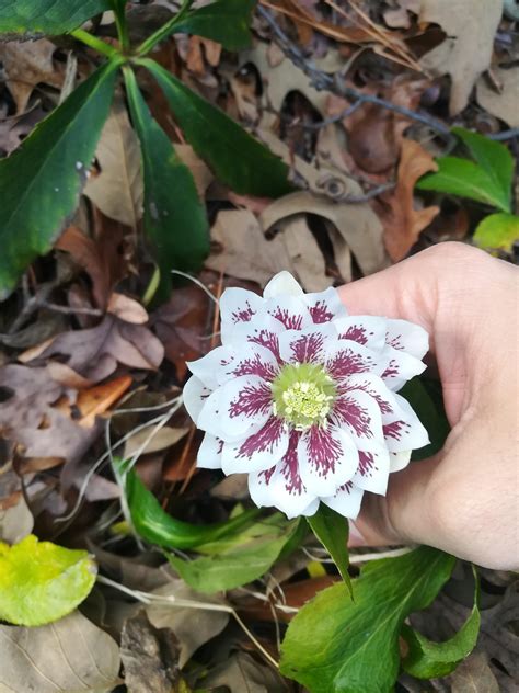 Amazing Hellebore flower : r/gardening