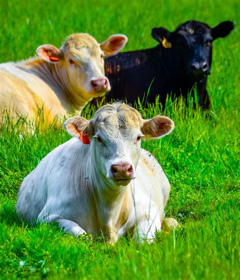 Green Pastures 2 Photograph by Brian Stevens - Fine Art America