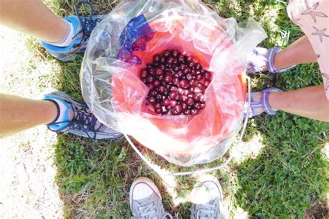 A day cherry picking – #theplumpower