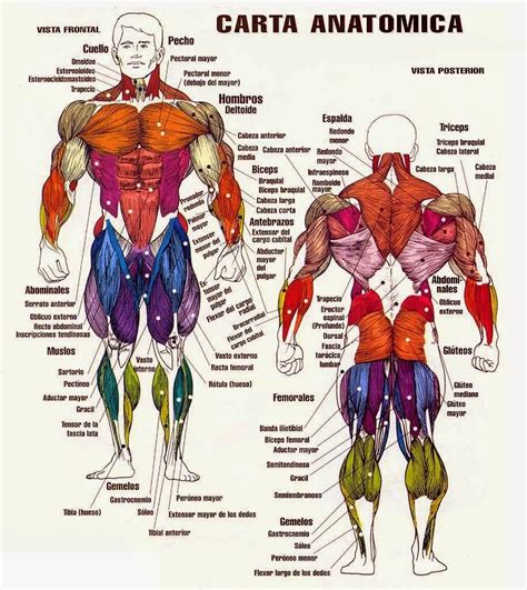 Nombre de los musculos del cuerpo humano - Imagui