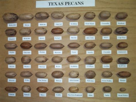 Texas A&M AgriLife offers consumer tips on pecans - AgriLife Today