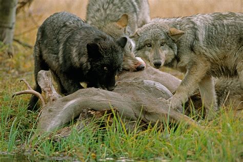 The Truth About Wolves: Alpha Predators On The Rise - North American Whitetail