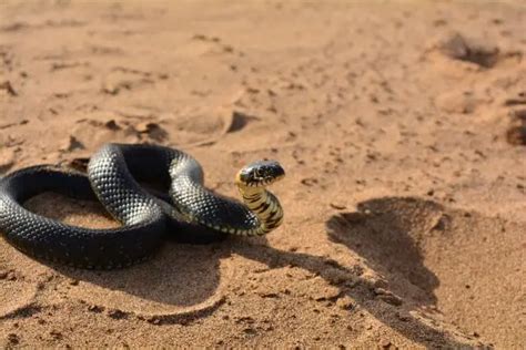 Snake Locomotion: How Do Legless Animals Move Around?