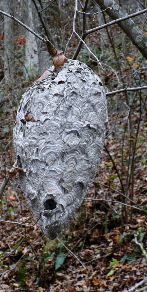 Midwest Native Plants, Gardens, and Wildlife: Bald-faced Hornet