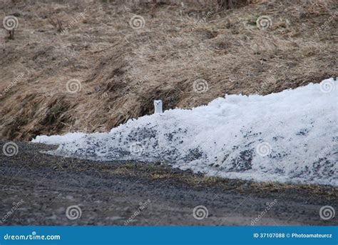 Stoat In Winter Coat Royalty Free Stock Photos - Image: 37107088