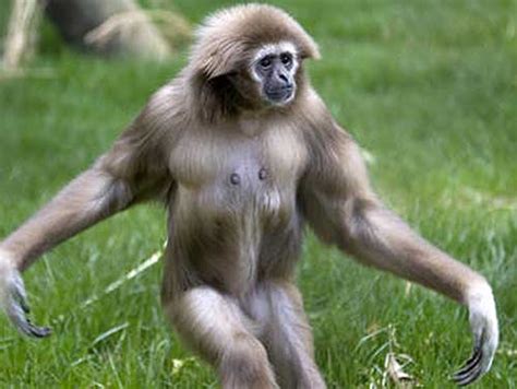 Gibbons - The Most Agile Tree Swingers | Animal Pictures and Facts | FactZoo.com