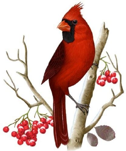 Red Cardinal Bird Clip Art | Free download on ClipArtMag