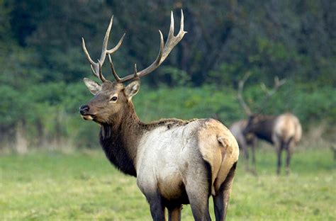 Elk hoof disease likely causes systemic changes | WSU Insider ...