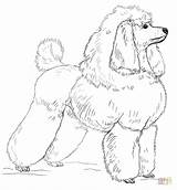 Coloring Pages Of Poodles  Home sketch template
