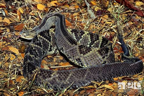 Middle American rattlesnake, Central American rattlesnake (Crotalus simus), Stock Photo, Picture ...