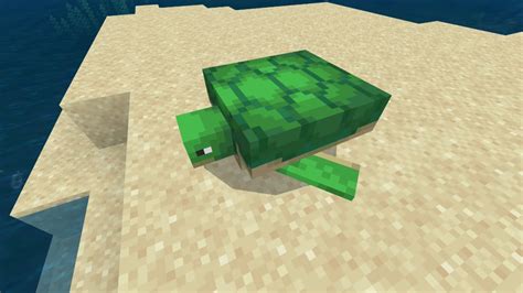 What do Sea Turtles eat in Minecraft? - Gamepur