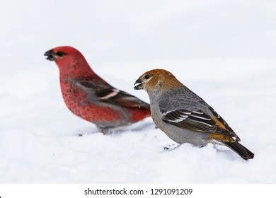 Male Female Pine Grosbeak Pinicola Enucleator Stock Photo 1291091209 | Shutterstock