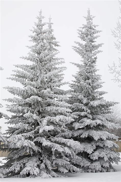 Snow Covered Evergreen Trees Calgary Photograph by Michael Interisano - Fine Art America