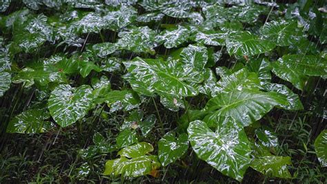 White Noise Sleep Magic: Rain sounds for sleeping no thunder - YouTube