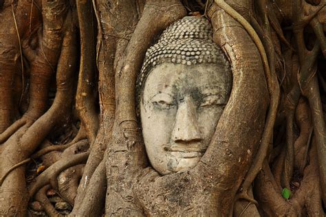 Stone Buddha Head At Wat Phra Mahathat Photograph by Ngkaki